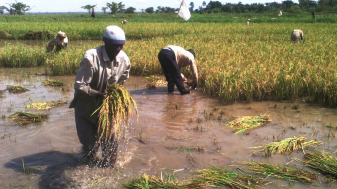 People harvest rice in Namatala Wetland in Budaka District. (Credit: Daily Monitor))